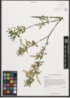 Foto von Salix nigra Marshall